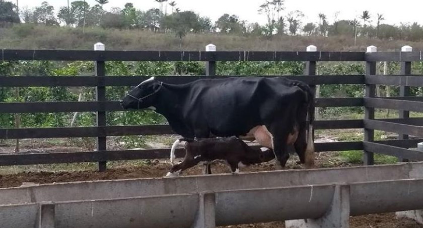 CCAA da UEPB aumenta plantel bovino de leite e reforça Complexo Agroindustrial do Câmpus II