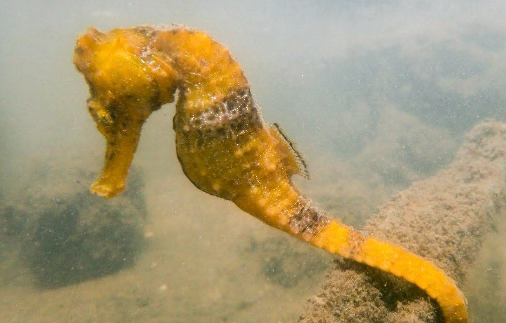 Vida Selvagem e Urbana : CAVALO-MARINHO - Saiba tudo sobre esse peixe