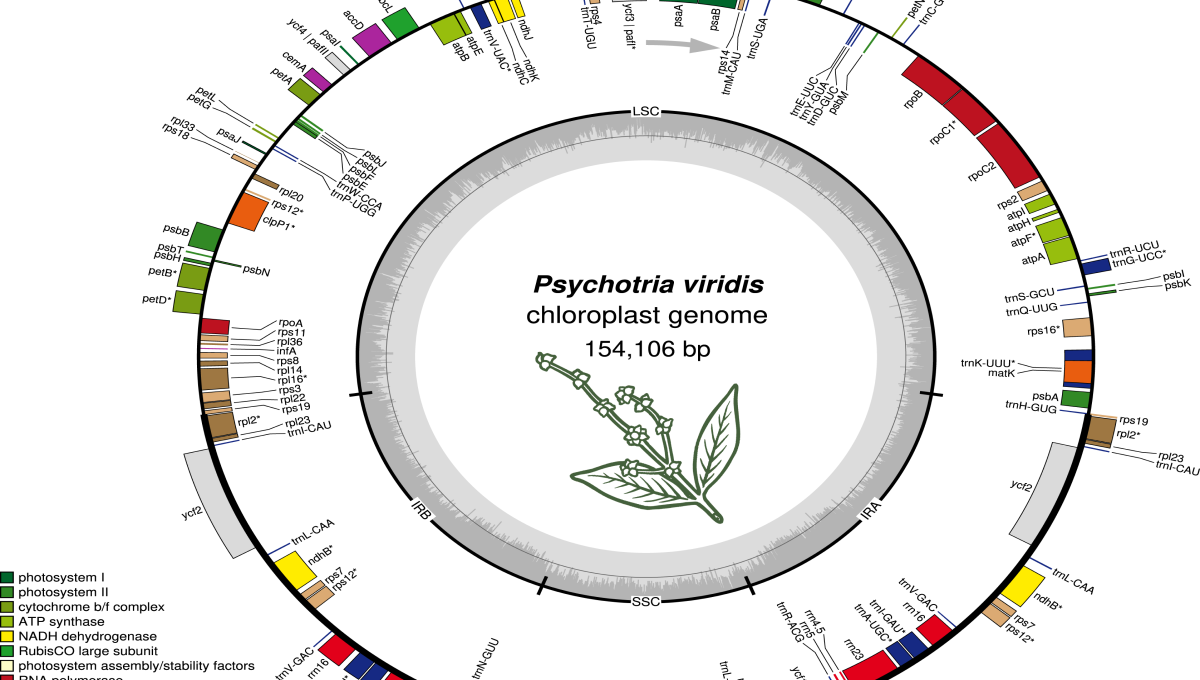 Artigo de professora da UEPB destaca investigação do genoma de plantas usadas no chá ayahuasca