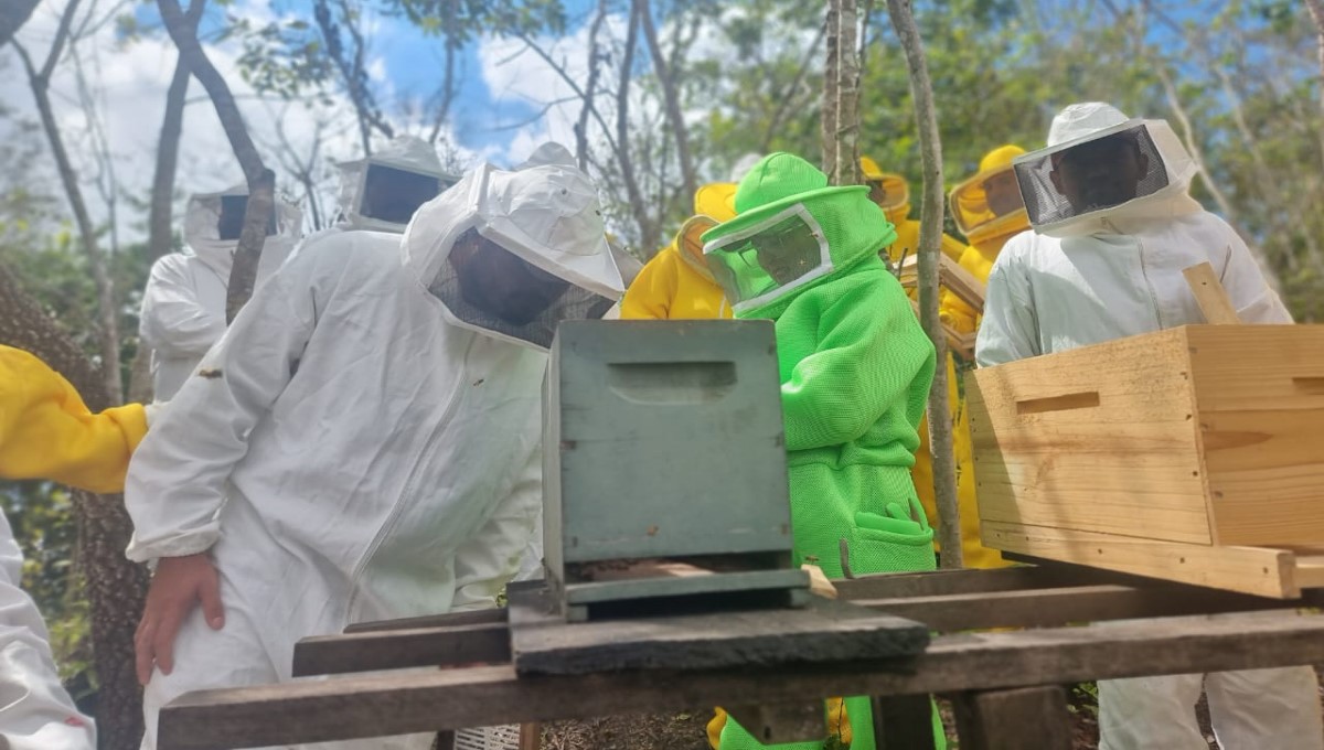 Projeto de extensão do Câmpus de Lagoa Seca realiza curso sobre prevenção de acidentes com abelhas